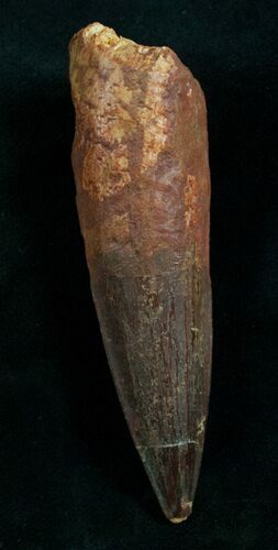 Spinosaurus Tooth - Monster Theropod #7878